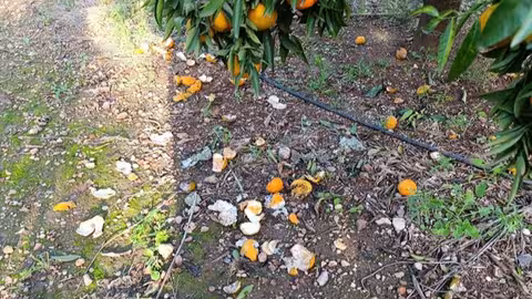 Da&ntilde;os por fauna salvaje en cultivos de Camp de Morvedre (Foto La Uni&oacute;)
