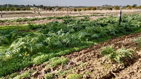 Plantaciones de cardo (Foto DOP Torta del Casar)