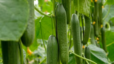 Pepino largo tipo holand&eacute;s de invernadero (Foto Hortyfruta)