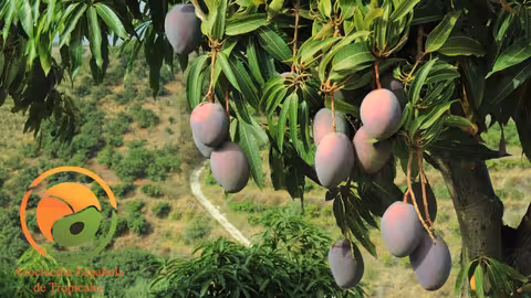 Mangos (Foto Asociaci&oacute;n Espa&ntilde;ola de Tropicales) Archivo