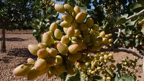 Cultivo de pistachos (Foto Asaja Castilla-La Mancha) Archivo