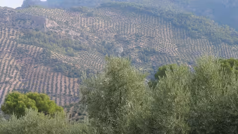 Olivar tradicional (Foto UPA Andaluc&iacute;a)