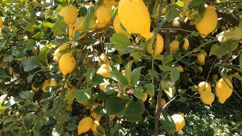 Limonero (Foto Scrats)