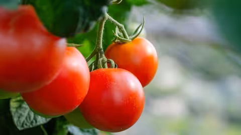Tomate en una planta (Foto Uni&oacute;n de Uniones)