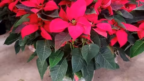 Flor de Pascua (Foto Solisplant)