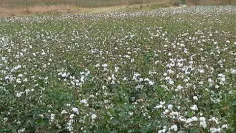 Campo de algod&oacute;n (Foto Espalgod&oacute;n)
