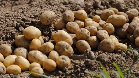 Patatas reci&eacute;n recolectadas (Foto MAPA) Archivo