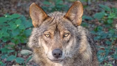 Lobo Ib&eacute;rico (Foto Miteco)