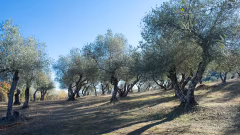 Olivar tradicional (Foto MAPA)
