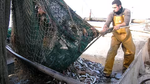 Pesca de arrastre (Foto Junta de Andaluc&iacute;a)