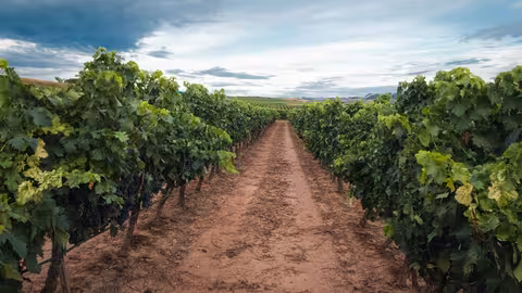 Vi&ntilde;edo (Foto FEV)