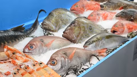 Mostrador con pescado y marisco (Foto MAPA)