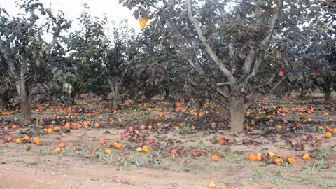 Da&ntilde;os de la DANA en una finca de caquis (Foto La Uni&oacute;)