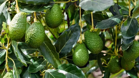 Aguacates en &aacute;rbol (Foto Asociaci&oacute;n Espa&ntilde;ola de Productores de Frutas Tropicales)