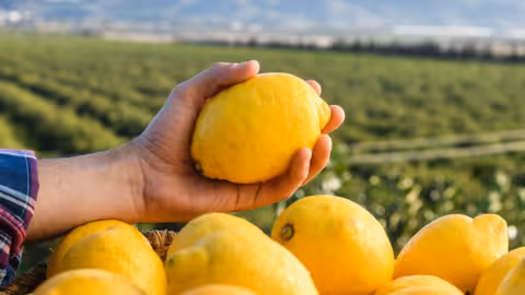 Limones con un limonar de fondo (Foto Ailimpo)