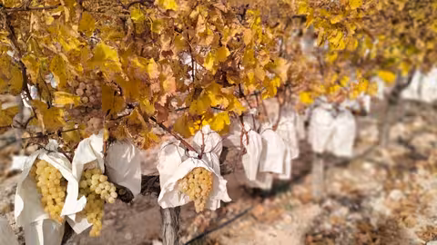 Uva de mesa del Vinalop&oacute; con DOP (Foto La Uni&oacute;) Archivo