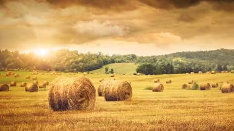 Campo de pacas de cereal (Foto MAPA)