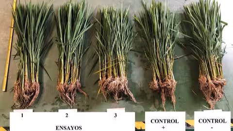 Ensayos del GO NutriRice (Foto Arroces Sostenibles de Do&ntilde;anaX)