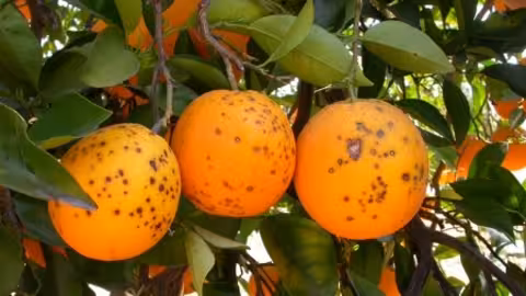 Mancha negra en naranjas (Foto AVA Asaja)