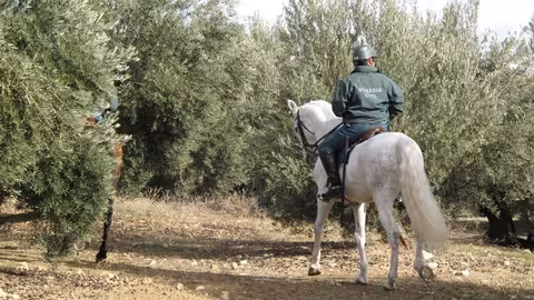Guardia Civil a caballo en un olivar (Foto AVA Asaja)