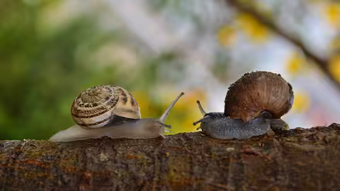 Caracoles (Foto MAPA)