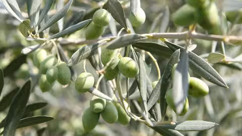 Olivo (Foto Generalitat Valenciana)