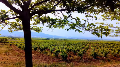 Una parcela de vi&ntilde;edo (Foto MAPA)