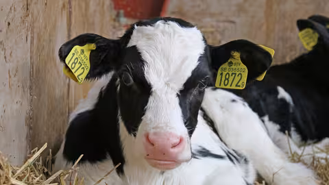 Ternera de vaca de leche (Foto MAPA)