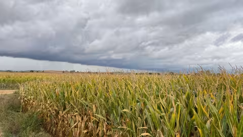 Campo de maiz (Foto MAPA)