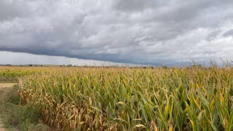 Campo de ma&iacute;z (Foto MAPA)