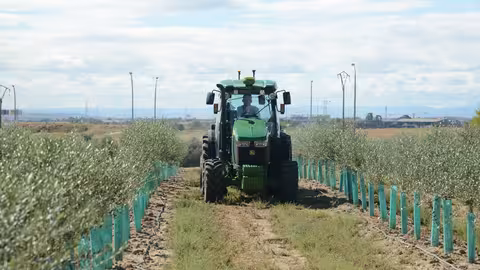 Tractor en un olivar (Foto MAPA)