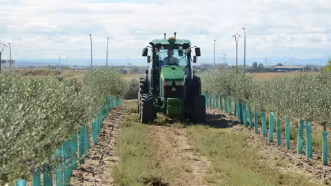 Tractor en un olivar (Foto MAPA)