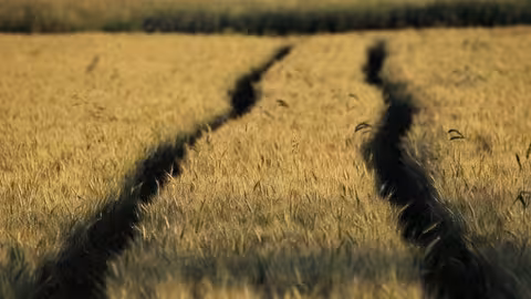 Marcas de tractor en un campo de cereal (Foto Uni&oacute;n de Uniones)