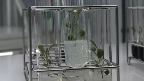 Tubos de ensayo en uno de los experimentos con plantas arom&aacute;ticas (Foto CARM)