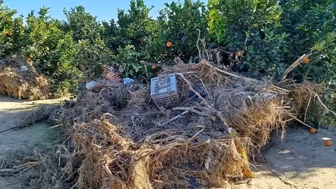 Da&ntilde;os en naranjos en Algemes&iacute; tras el paso de la DANA (Foto AVA-Asaja)