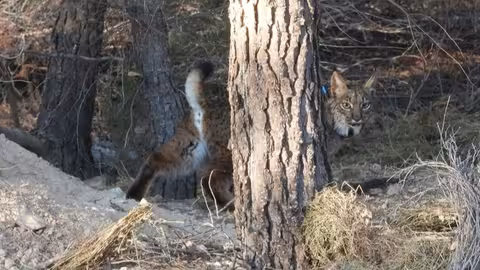 Lince ib&eacute;rico en las pedan&iacute;as altas de Lorca (Foto CARM)