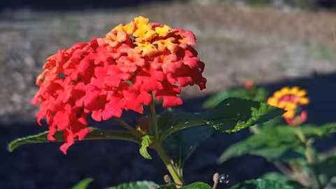 Ejemplar de 'Lantana C&aacute;mara' o 'bandera espa&ntilde;ola' catalogada como especie ex&oacute;tica invasora (Foto Jorge S&aacute;nchez ANSE)