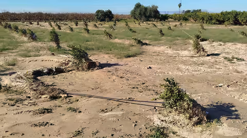 Da&ntilde;os en plantones por la DANA en Valencia (Foto AVA-Asaja)