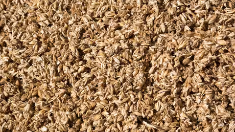 El bagazo se utiliza principalmente como alimento para el ganado o como fuente de energ&iacute;a en las f&aacute;bricas de cerveza (Foto iSTOCK para el CSIC)