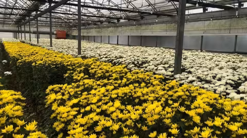 Vivero de flores (Foto COAG Andaluc&iacute;a)