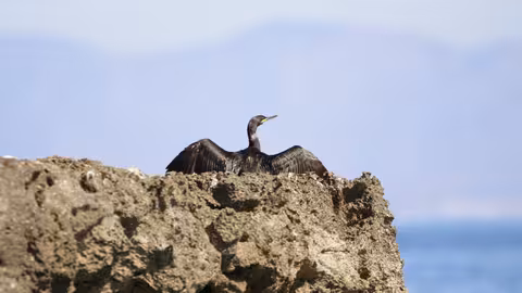 Cormor&aacute;n grande posado entre las rocas pr&oacute;ximas a la base a&eacute;rea de San Javier (Foto CARM)