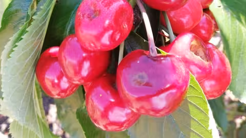 Detalle de da&ntilde;os en por granizo en el cultivo de cereza (Foto Agroseguro)
