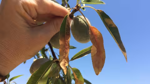 Parcela de almendros afectada por Xylella Fastidiosa (Foto Generalitat Valenciana)