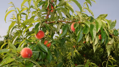 Melocotones en &aacute;rbol (Foto CARM)