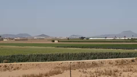 Rambla del Albuj&oacute;n llena de ca&ntilde;as (Foto C.Guardia)
