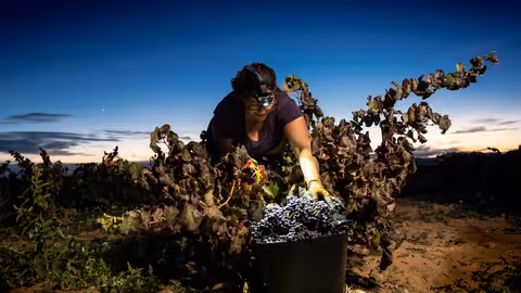 Primer Premio del Concurso de Fotograf&iacute;a del Mundo Rural (Autor Juan Miguel Ortu&ntilde;o). Mujer realizando una vendimia nocturna en Yecla (Murcia)