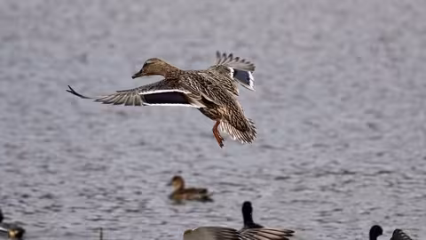 Patos salvajes en una laguna (Foto Mapama)
