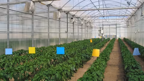 Invernadero de cultivo de pimiento con sublimadores de azufre (Foto CARM)