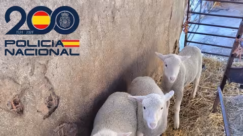 Dos detenidos por robar corderos de explotaciones ganaderas de Puertollano (Ciudad Real)