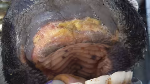 Lesiones por fiebre aftosa en boca de bovino (Foto MAPA)